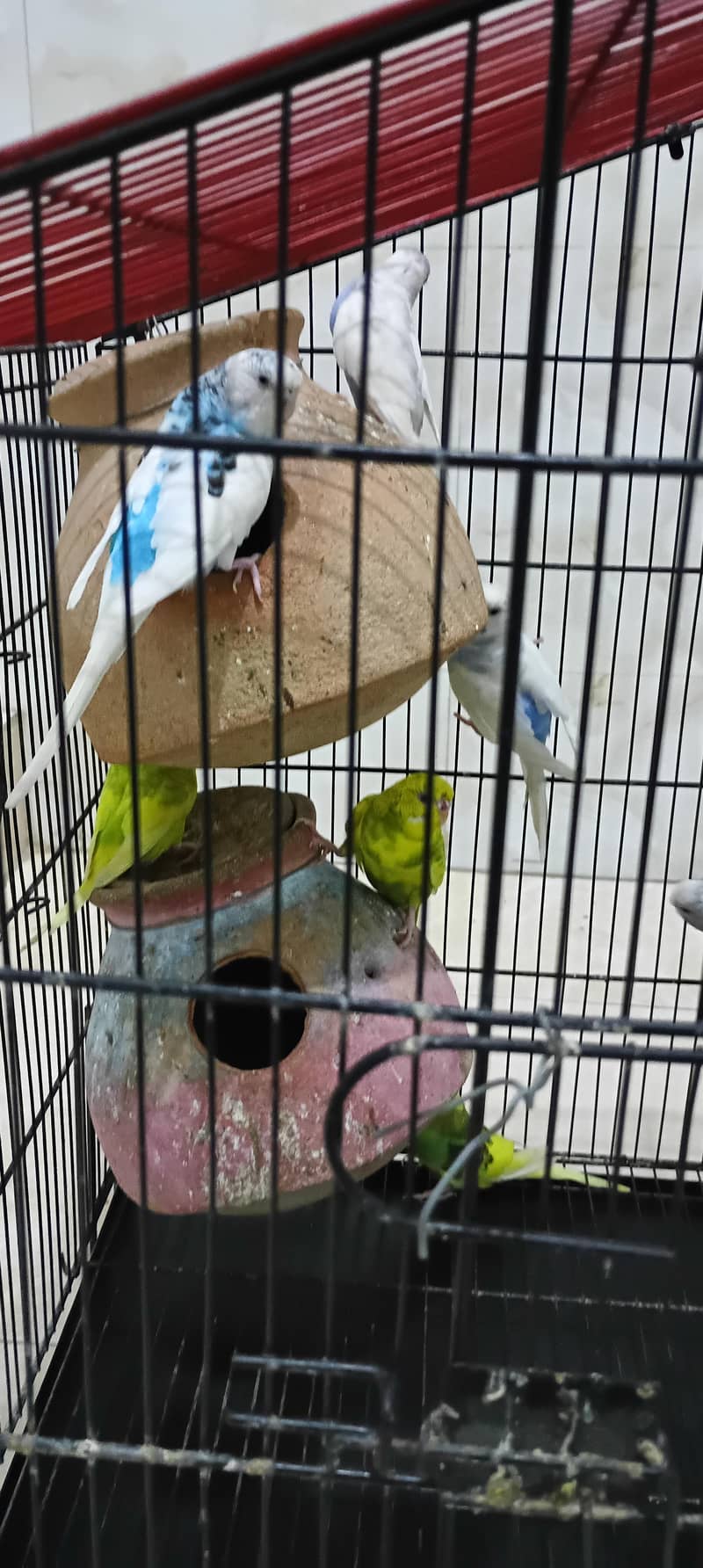 parrots 4