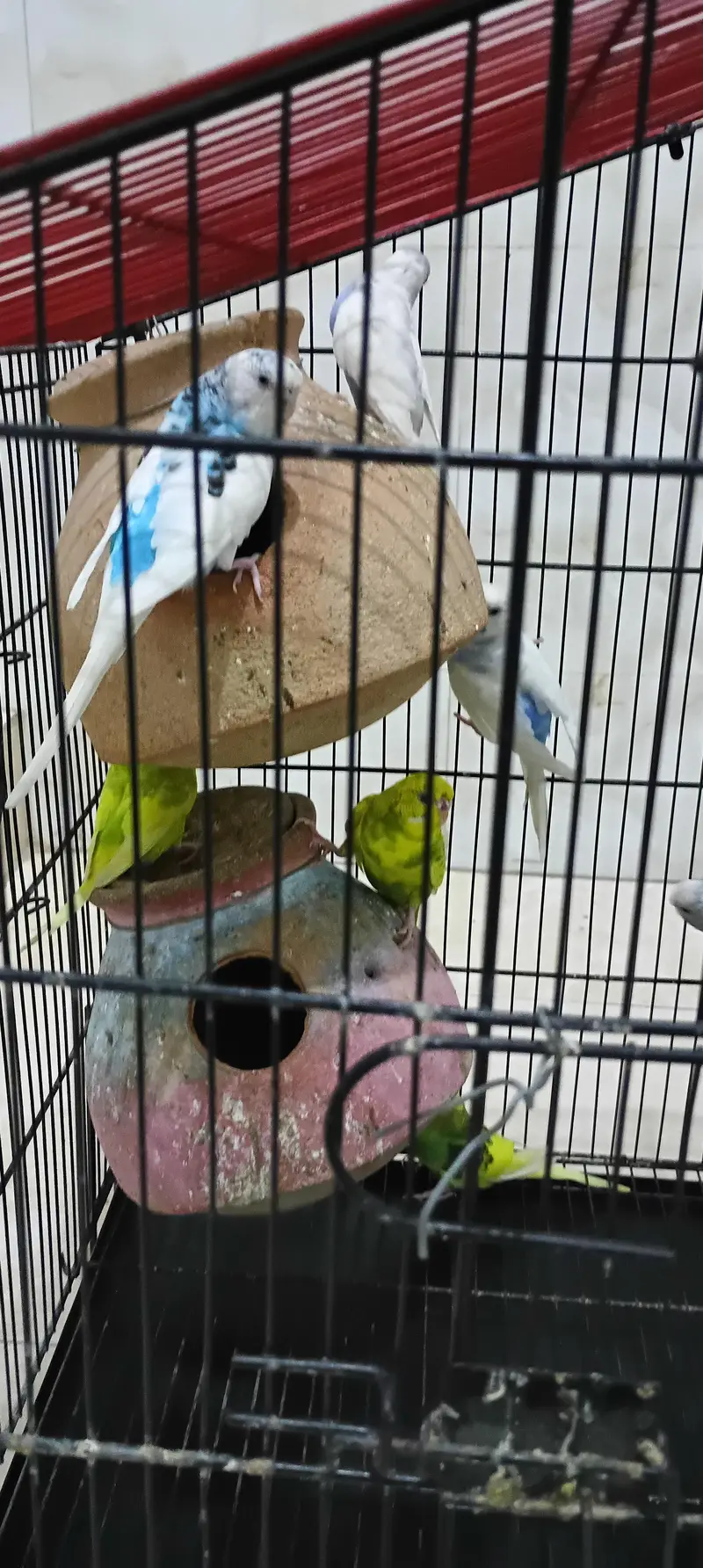 parrots — photo 5