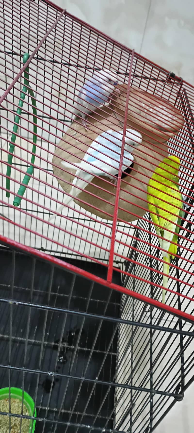 parrots 5