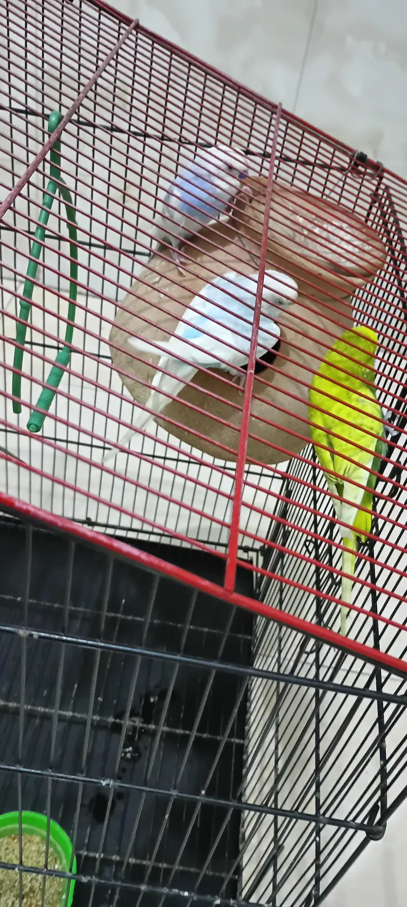 parrots — photo 6