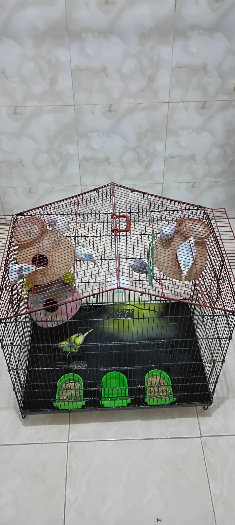 parrots 6