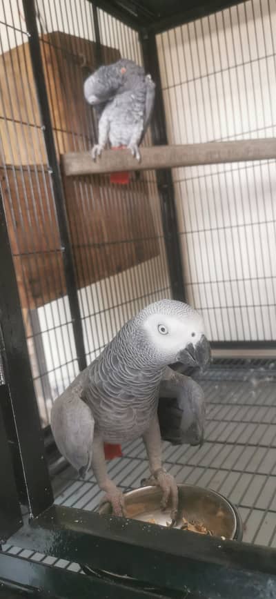 African Grey Parrot Breeder Pair Available