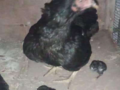 aseel miyyawali muskhaa murghee for sale