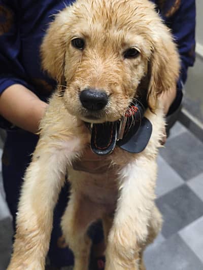 Golden retriever for sale