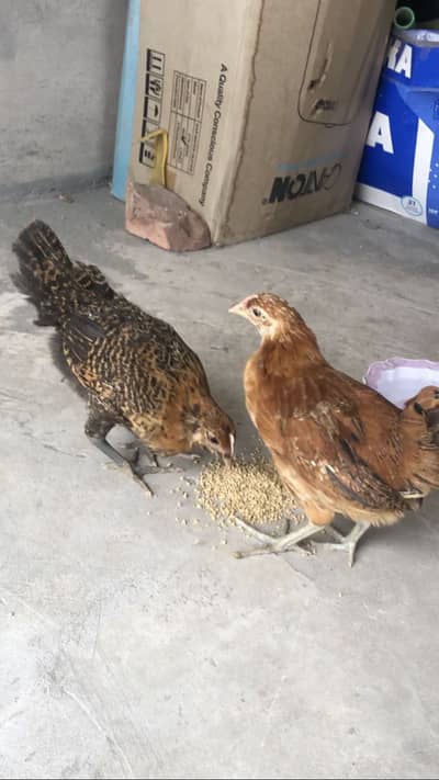 Desi pair rooster and hen 3 months age