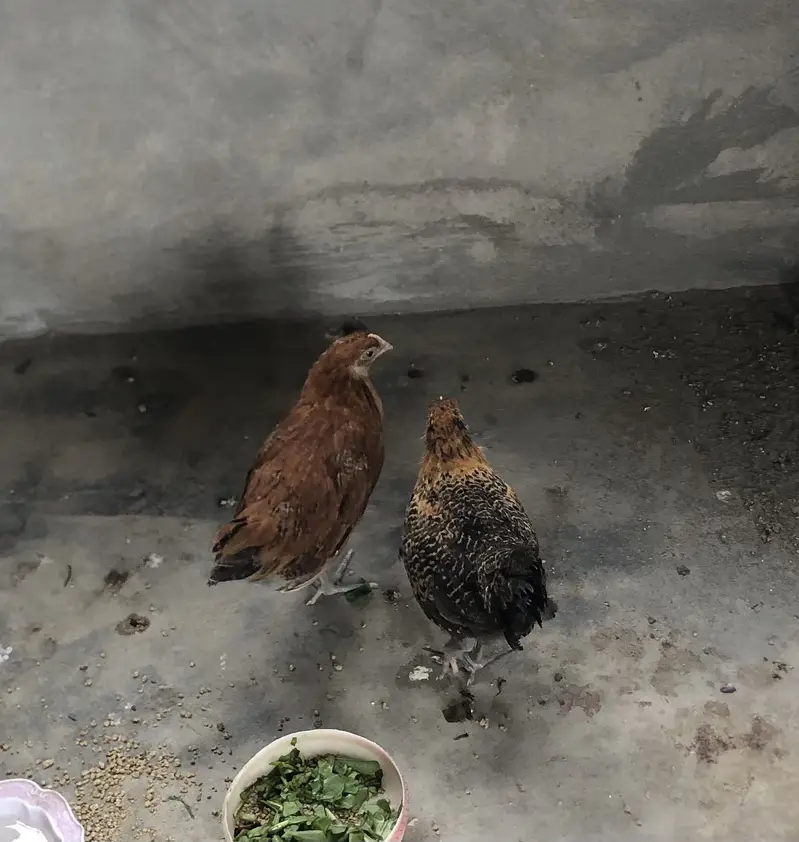 Desi pair rooster and hen 3 months age — photo 2