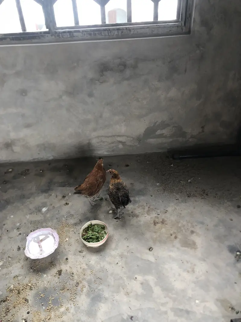 Desi pair rooster and hen 3 months age — photo 3