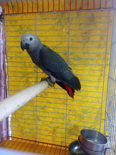 African grey parrot || Talking parrot