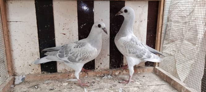 Pigeon and Chicks
