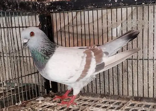 Pigeon and Chicks — photo 2