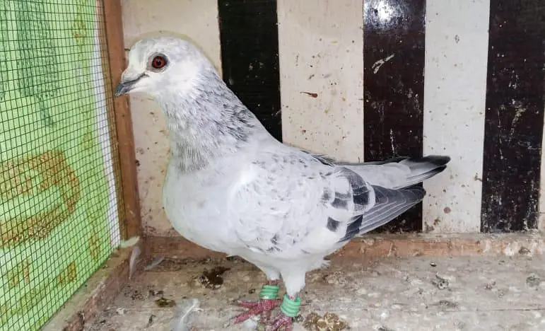 Pigeon and Chicks — photo 3