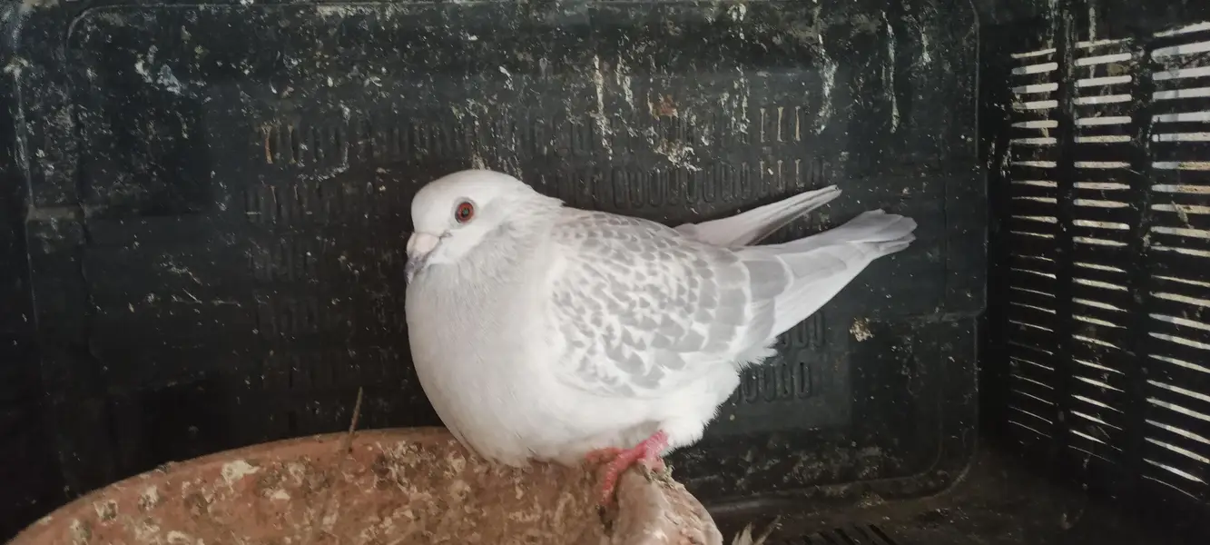 Pigeon and Chicks — photo 4