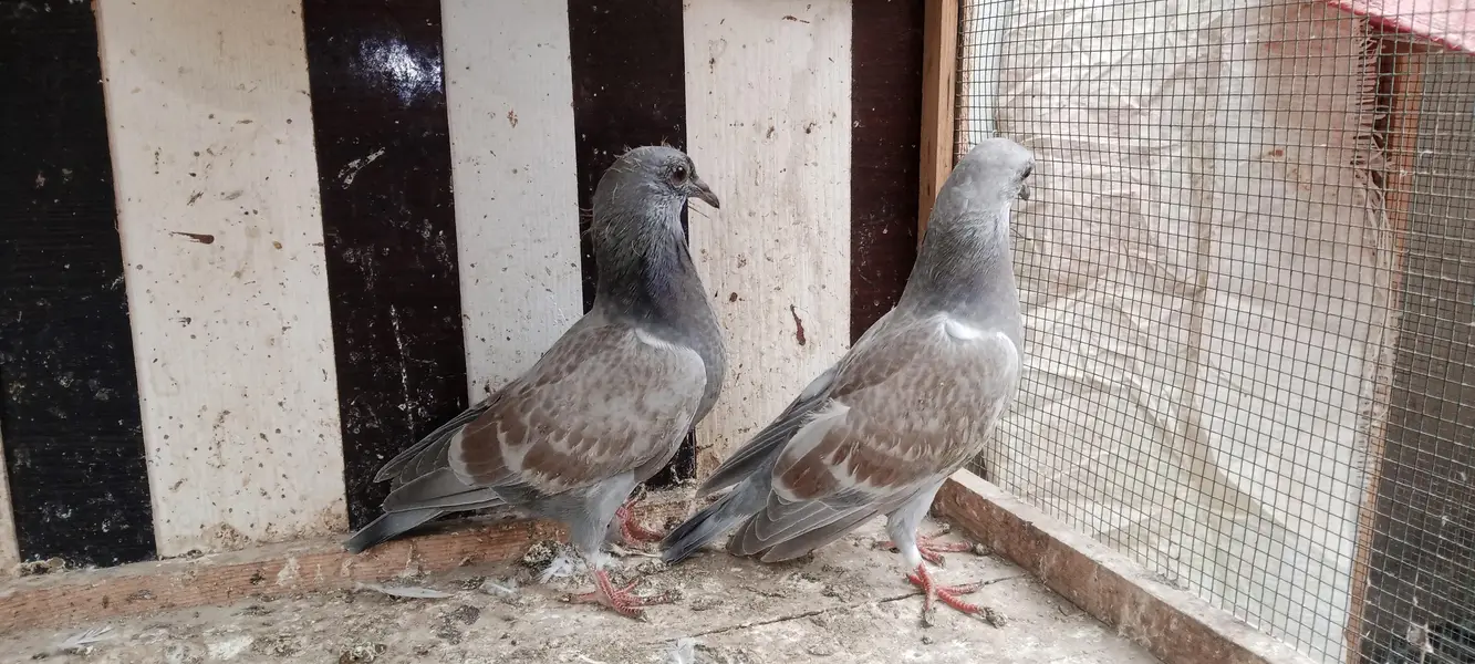 Pigeon and Chicks — photo 5