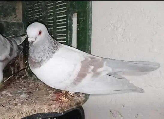 Pigeon and Chicks — photo 7