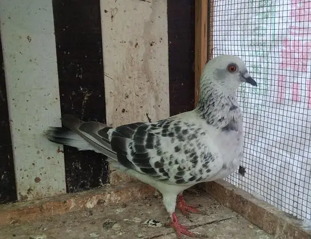 Pigeon and Chicks — photo 8