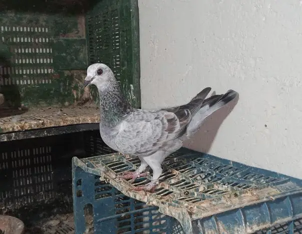 Pigeon and Chicks — photo 9