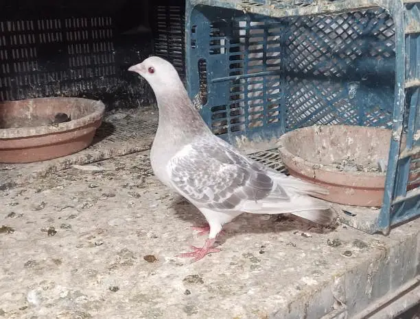 Pigeon and Chicks — photo 10