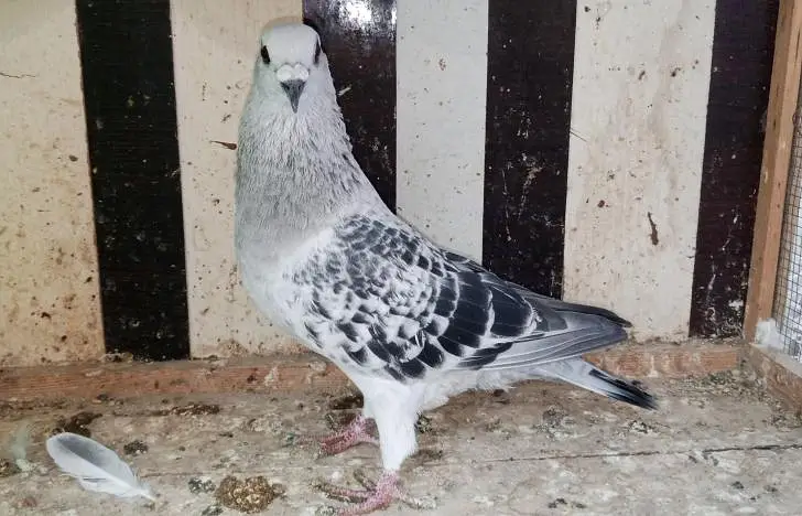 Pigeon and Chicks — photo 11