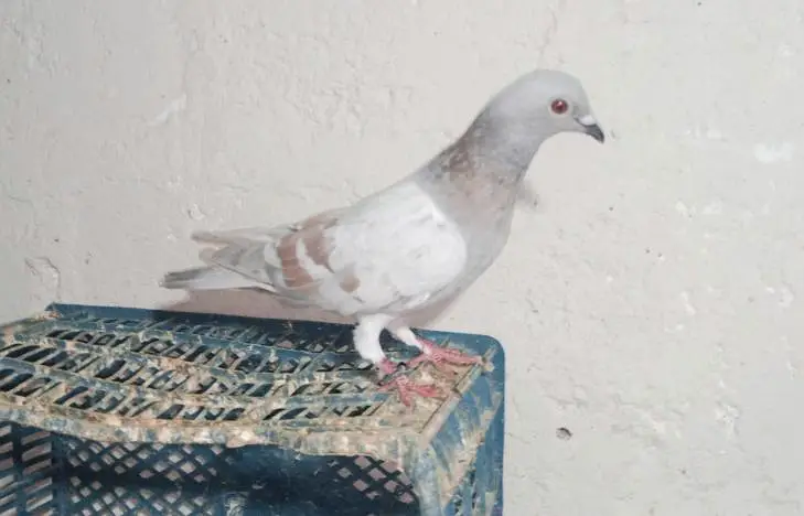 Pigeon and Chicks — photo 12