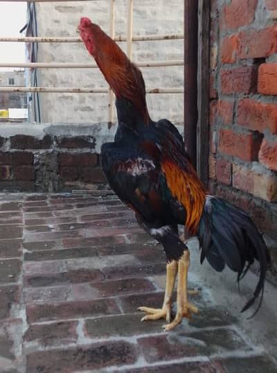 A plus quality Oshamo pair for sale age 18 months  cheap price