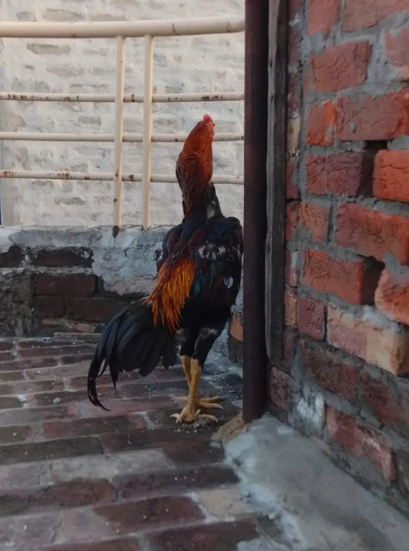 A plus quality Oshamo pair for sale age 18 months  cheap price — photo 2