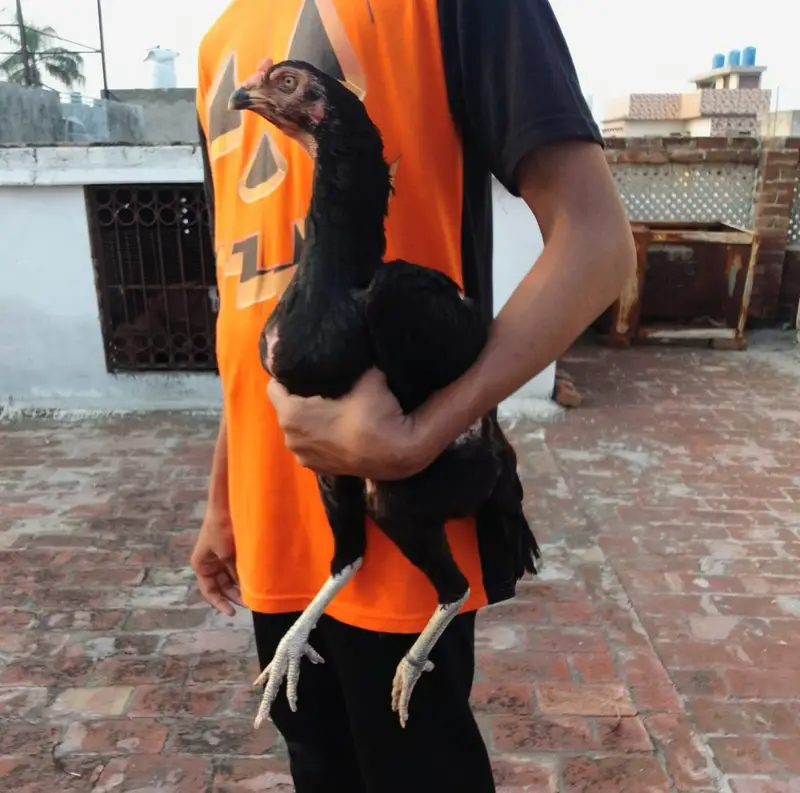 A plus quality Oshamo pair for sale age 18 months  cheap price — photo 3