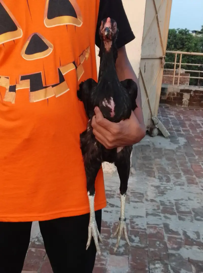 A plus quality Oshamo pair for sale age 18 months  cheap price — photo 4