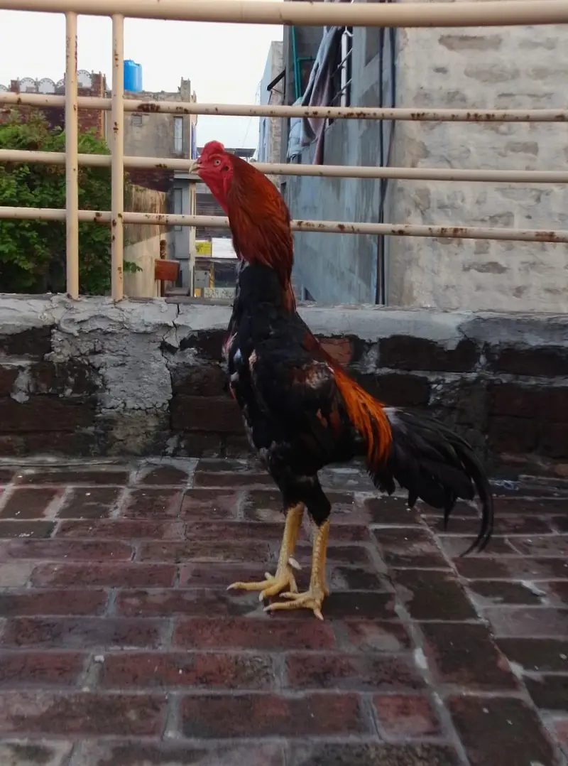 A plus quality Oshamo pair for sale age 18 months  cheap price — photo 5