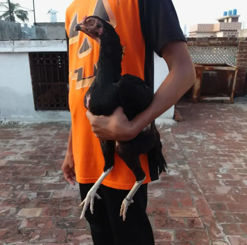 A plus quality Oshamo pair for sale age 18 months  cheap price — photo 6