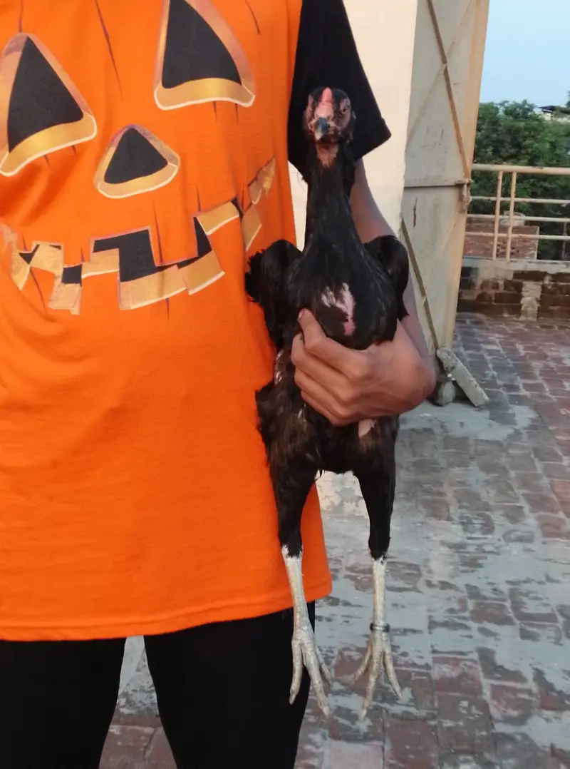 A plus quality Oshamo pair for sale age 18 months  cheap price — photo 7