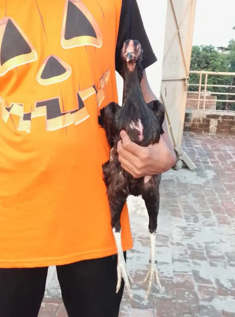 A plus quality Oshamo pair for sale age 18 months  cheap price — photo 8