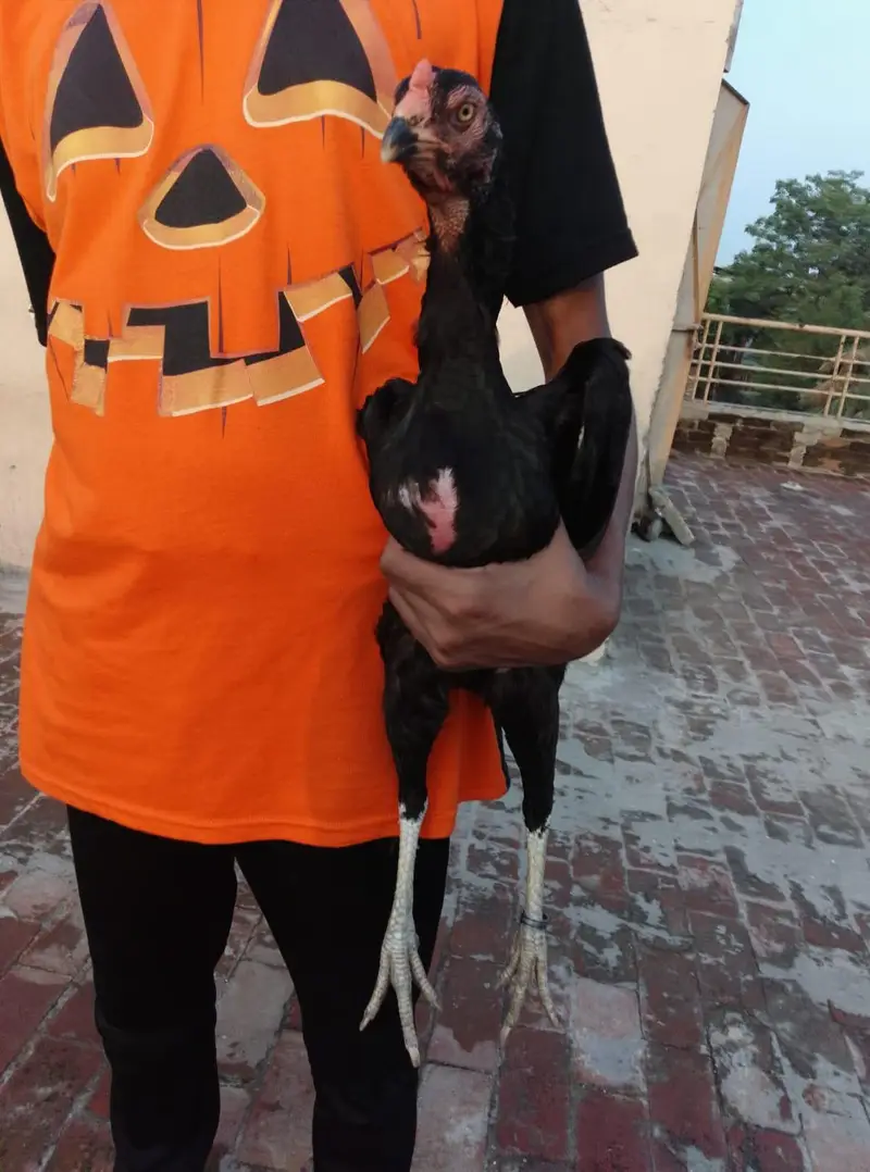 A plus quality Oshamo pair for sale age 18 months  cheap price — photo 10