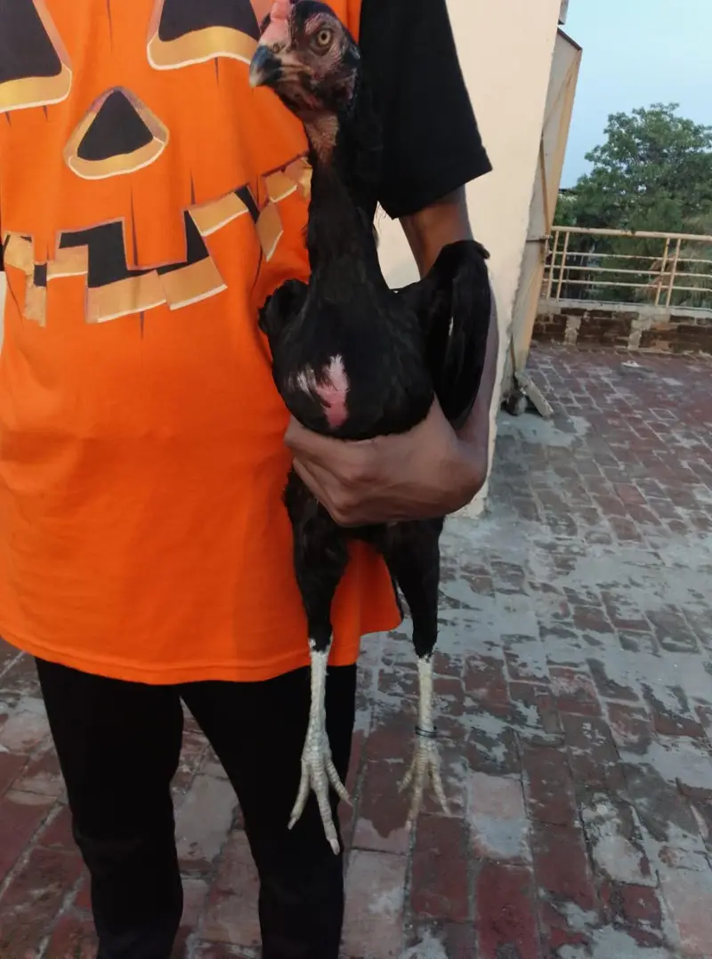 A plus quality Oshamo pair for sale age 18 months  cheap price — photo 11