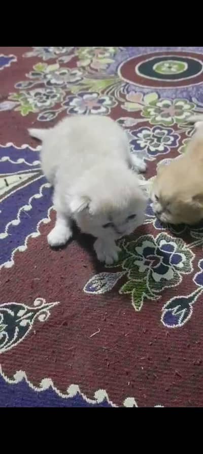 PERSIAN KITTENS AVAILABLE . 0315/3352768