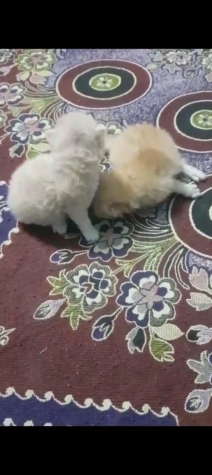 PERSIAN KITTENS AVAILABLE . 0315/3352768 — photo 2