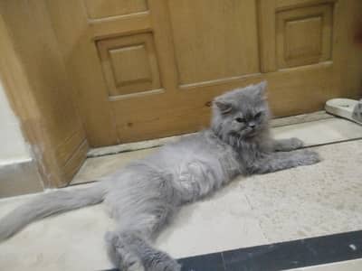 selling grey cat with house and litter box