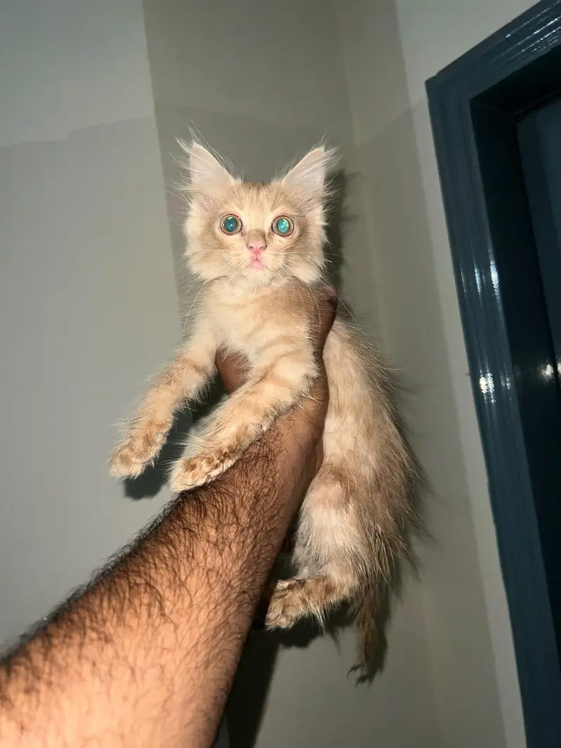 persian kittens — photo 3