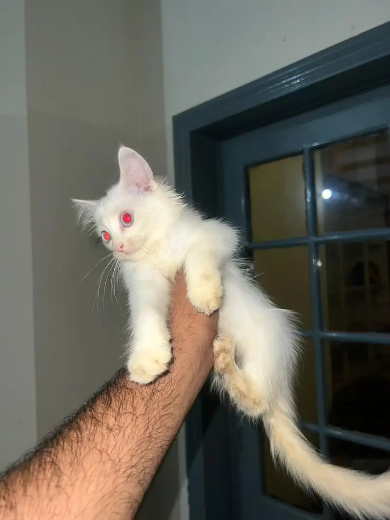 persian kittens — photo 4