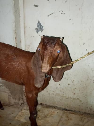 Goat baby male