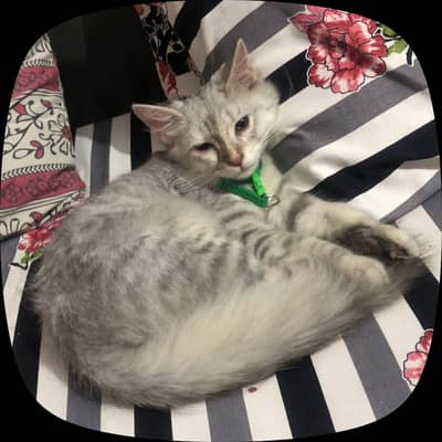  Beautiful Long Hair Cat Available for Sale 