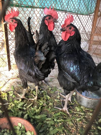 Australop Male