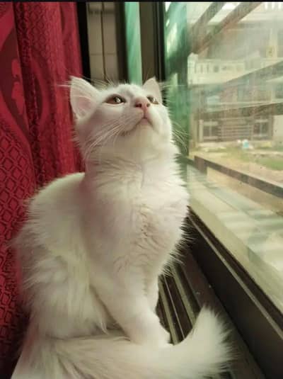 Cat .