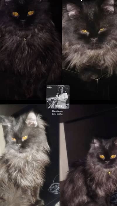 Persian black cat