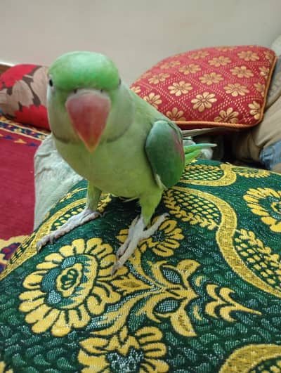 raw parrot female