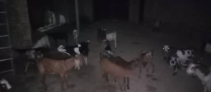 30 Bakra KO sell Karna ha minimum 10 mexium 100