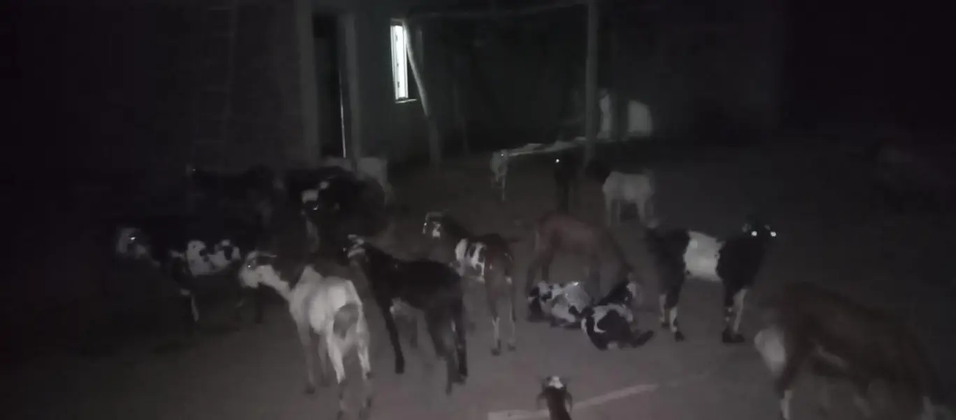 30 Bakra KO sell Karna ha minimum 10 mexium 100 — photo 2