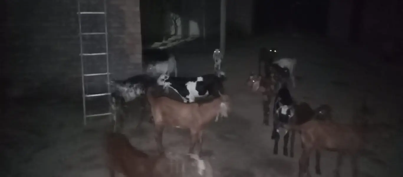30 Bakra KO sell Karna ha minimum 10 mexium 100 — photo 3