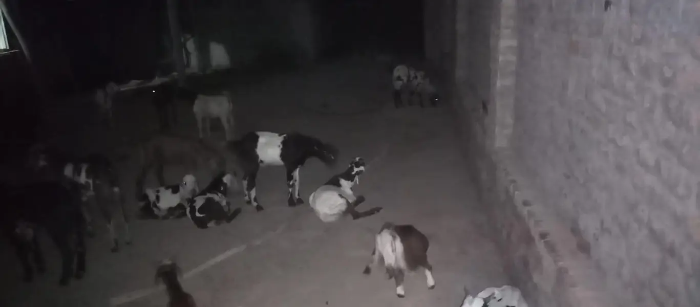 30 Bakra KO sell Karna ha minimum 10 mexium 100 — photo 4