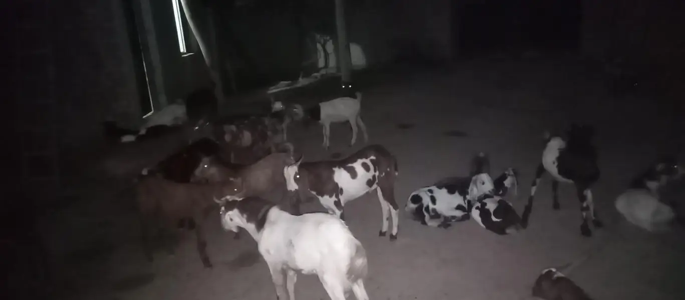30 Bakra KO sell Karna ha minimum 10 mexium 100 — photo 5