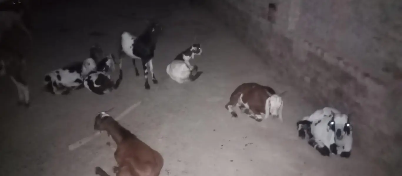 30 Bakra KO sell Karna ha minimum 10 mexium 100 — photo 6